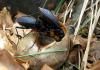 Carabus caelatus